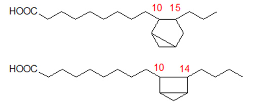 Two of the possible saturated bicyclic fatty acids formed from linoleate
