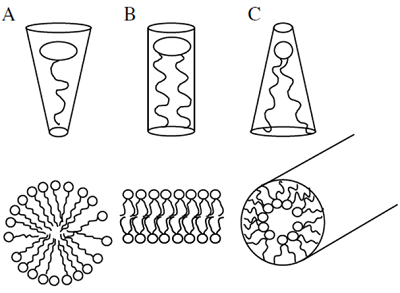 Geometrical models of lipid shapes