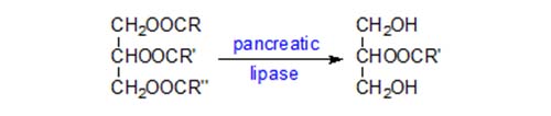 Pancreatic lipase action
