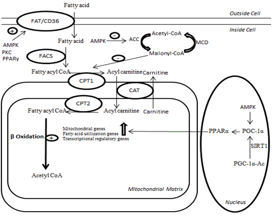 Fat oxidation enzymes