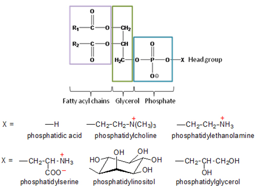Phospholipid structures