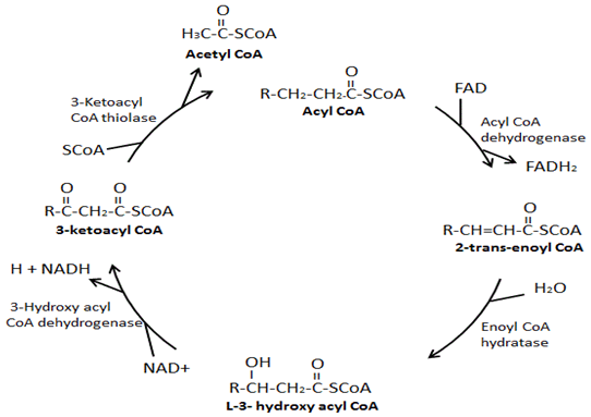 Beta-oxidation of fatty acids takes place in the nucleus clearing etheric cords