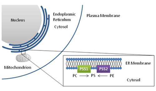Biosynthesis of phosphatidylserine