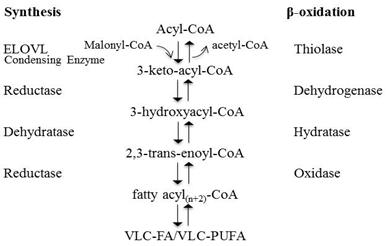 Fatty acid elongation and beta-oxidation pathways