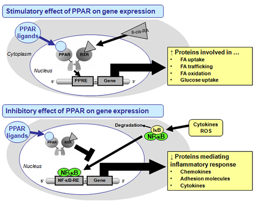 Schematic presentation of the mechanisms of action of PPAR on gene transcription