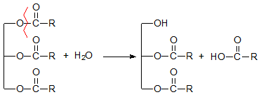 Formation of fatty acids and diacylglycerols