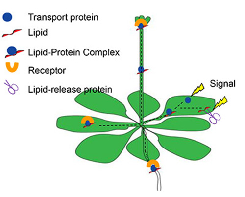 Building Blocks Of Lipids Building Blocks