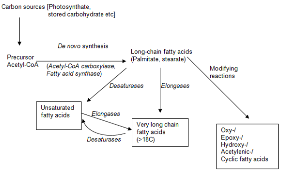 Plant Fatty Acid Synthesis