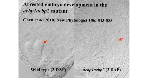 Embryo development in Arabidopsis