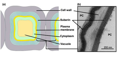 Schematic (a) and transmission electron microscopic 