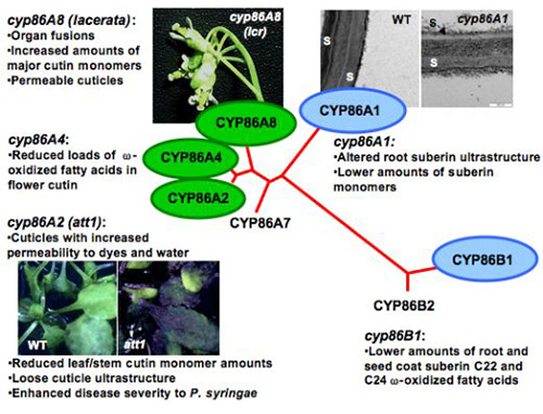 phenotypes of Arabidopsis mutants revealed the role of cytochromes P450 