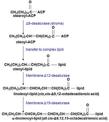 Plant Fatty Acid Synthesis