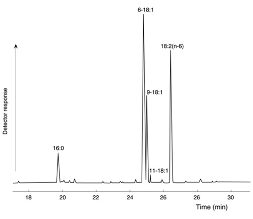 GC separation of butyl esters of fatty acids from aniseed oil