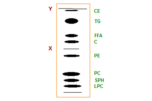 Schematic TLC separation of simple lipids and phospholipids
