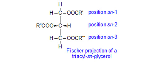 Fischer projection of a triacyl-sn-glycerol