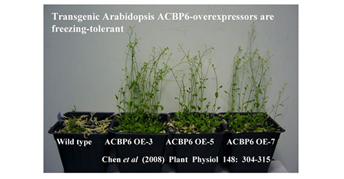 Arabidopsis ACBP6-overexpressors (OE) are freezing tolerant.